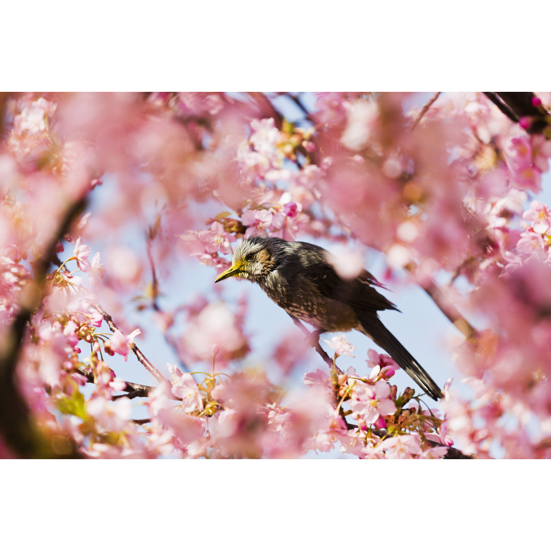 Kleiner Vogel auf Kirschblüte von Ooyoo - Ohne Rahmen auf Leinwand