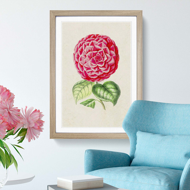 Bright Pink Camellia Flower Illustration - Picture Frame Painting Print, 36cm H x 27cm W x 2cm D, Oak Framed