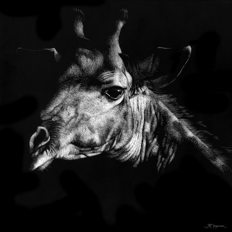 Wildlife Scratchboards VI by Julie T. Chapman - Wrapped Canvas Print, 30cm H x 30cm W