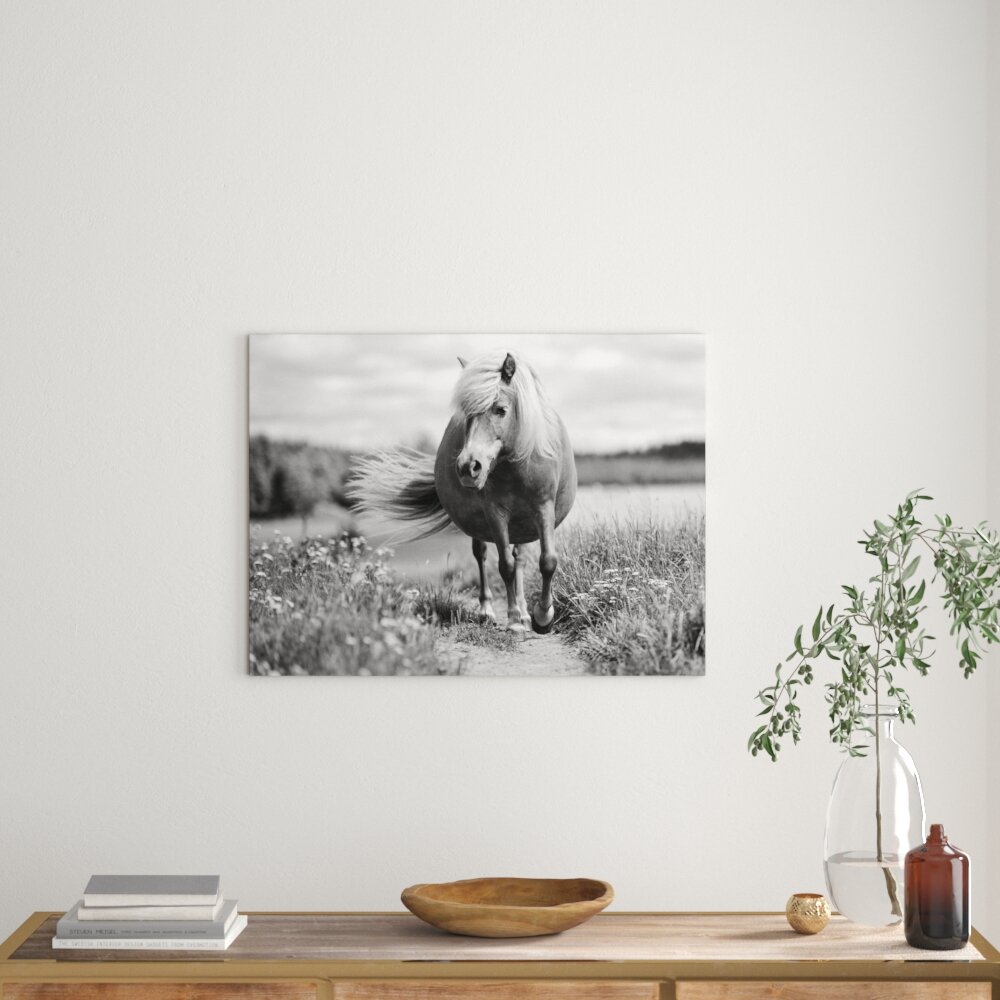 Leinwandbild „Shetlandpony auf der Wiese“, Fotodruck