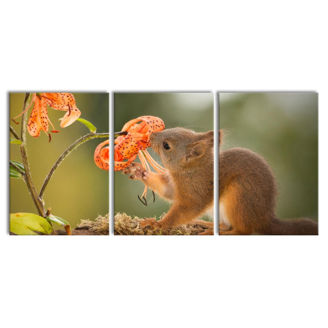 3-tlg. Leinwandbilder-Set Squirrel and Flower