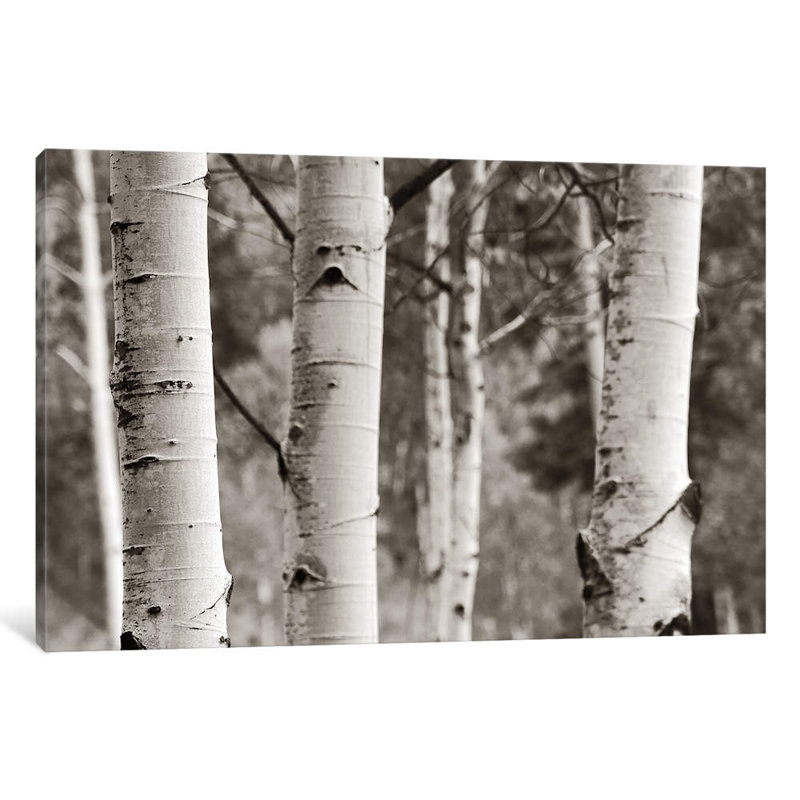 Aspens IV 1 Piece Wrapped Canvas Wall Art, 101.6 cm H x 66.04 cm W x 1.91 cm D