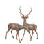 Deer Bronze Garden Statue