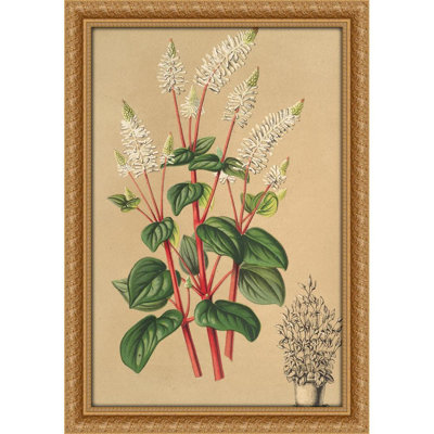 Peperomia resedi¦flora (1854-1896)