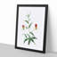 Flame Lily Flowers by Pierre-Joseph Redoute - Picture Frame Art Print-55609286-55609281