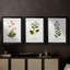 Nature Printed Botanicals V - reproduction sur mesure encadrée de qualité supérieure - 3 pièces-506778561-506778560