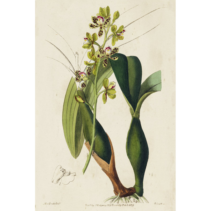 Spring Orchid III by Ridgeway - Painting, 46 cm H x 30 cm W, Black Floater Frame