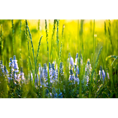 Wildflowers in the Field 1 Piece Wrapped Canvas Wall Art