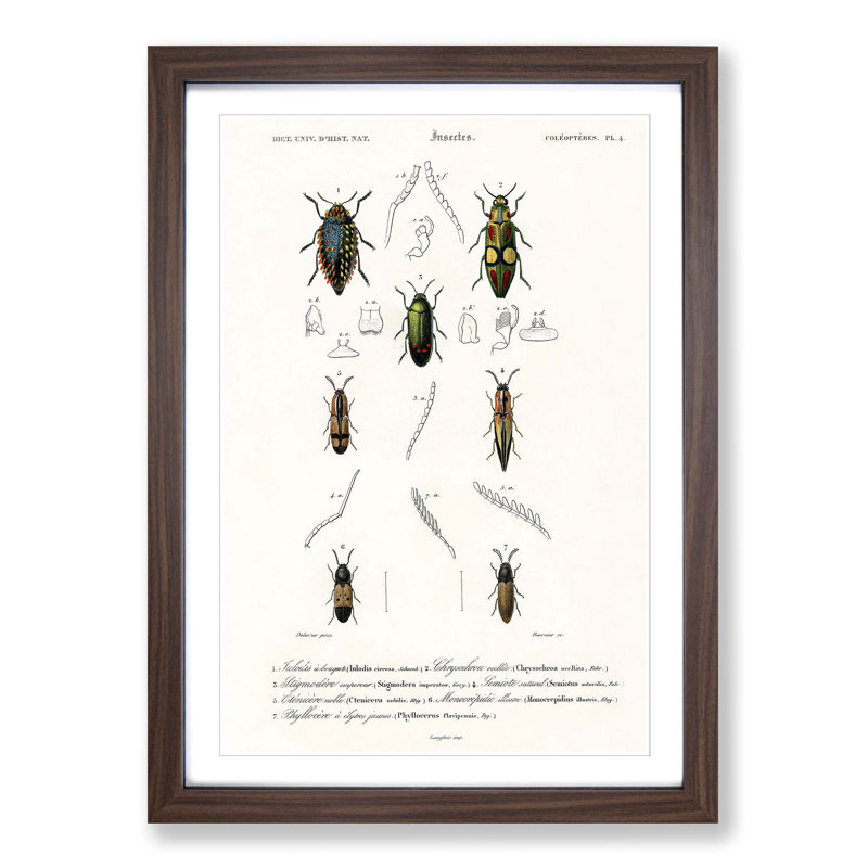 Beetle Illustration PL.4 by Charles D'Orbigny - Single Picture Frame Print, 33cm H x 24cm W x 2cm D, Walnut Framed