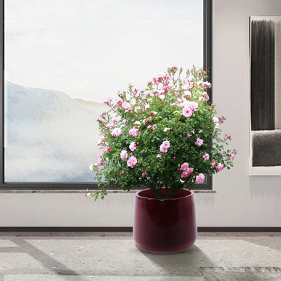 Pot de fleurs en céramique 4 pièces, rouge pâte de haricots, contemporain pour patio, jardin, rebords de fenêtre avec pot givré et pot de surface ultrabrillant, trou de drainage polyvalent à finition moderne