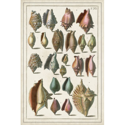 Grand Seba Shells III