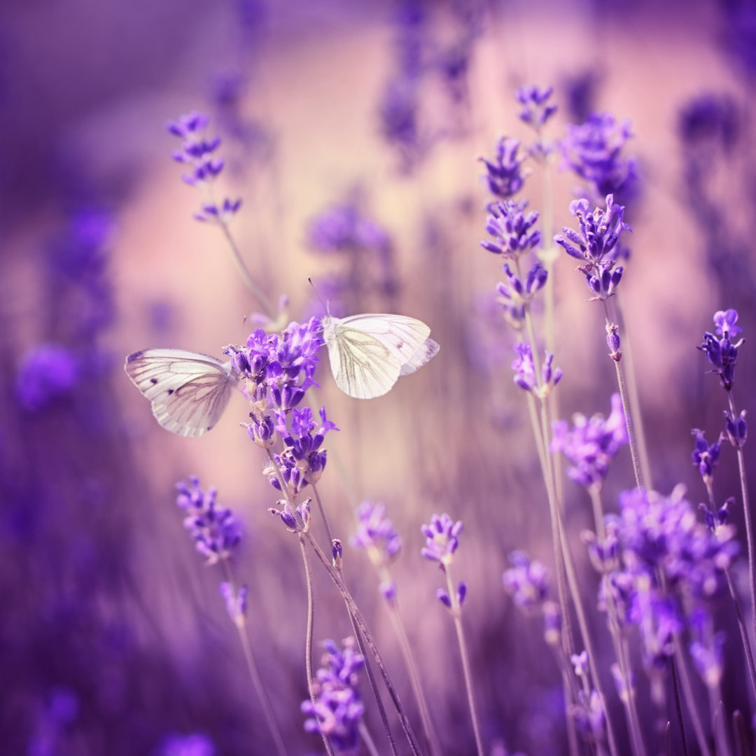 Close Up Lavendel - Druck