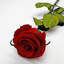 Vraies roses rouges préservées de 20 pouces: longues tiges roses qui durent éternellement - ensemble de 10-1971217539