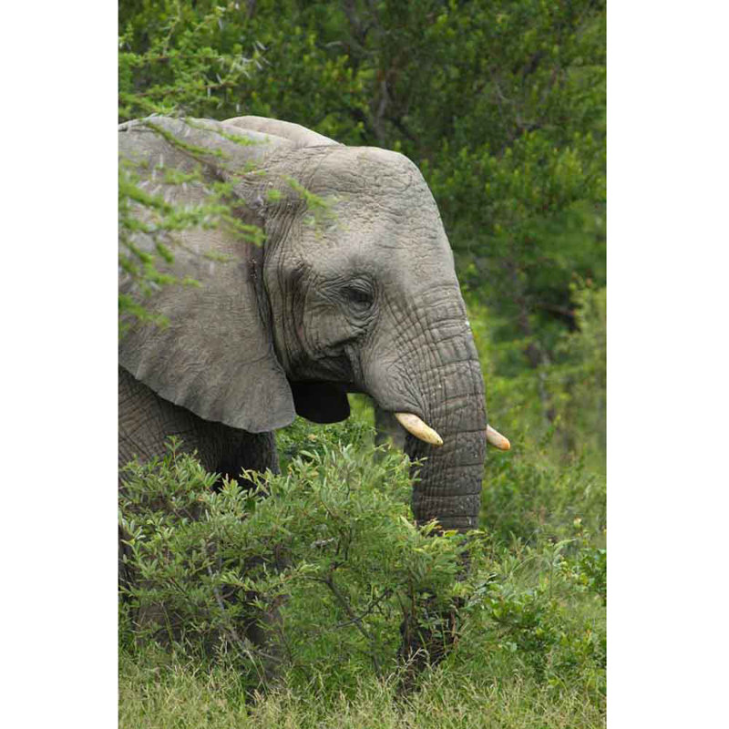 Animals Non-Wall Damaging Wall Decal, 36" H x 24" W