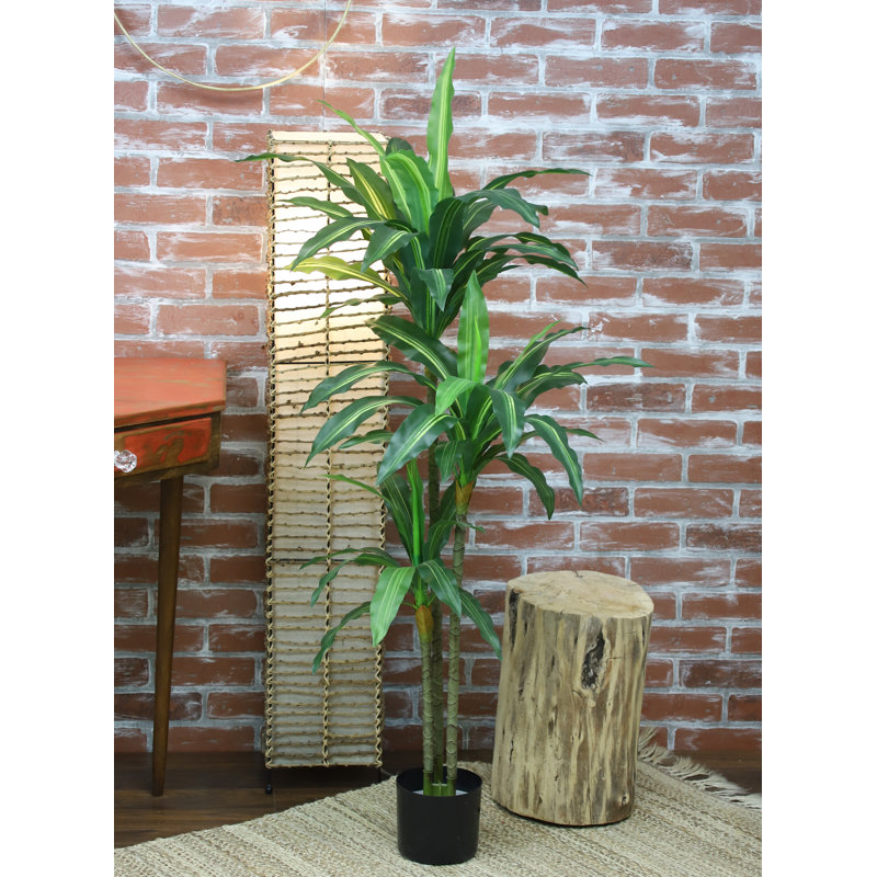 48 po Dracena plante variée