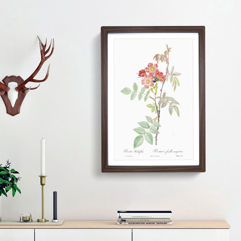 Redleaf Rose in Pink by Pierre-Joseph Redoute - Picture Frame Painting Print, Walnut Framed, 65cm H x 48cm W x 2cm D