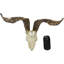 Winne Valais Blackneck Billy Goat Skull