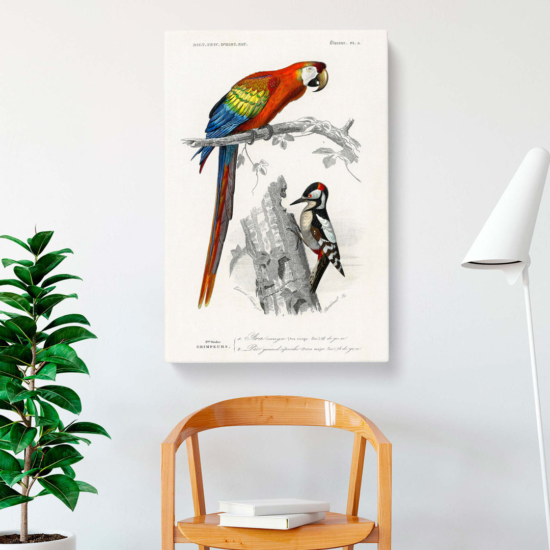 Parrot And Woodpecker by Charles D Orbigny - Wrapped Canvas