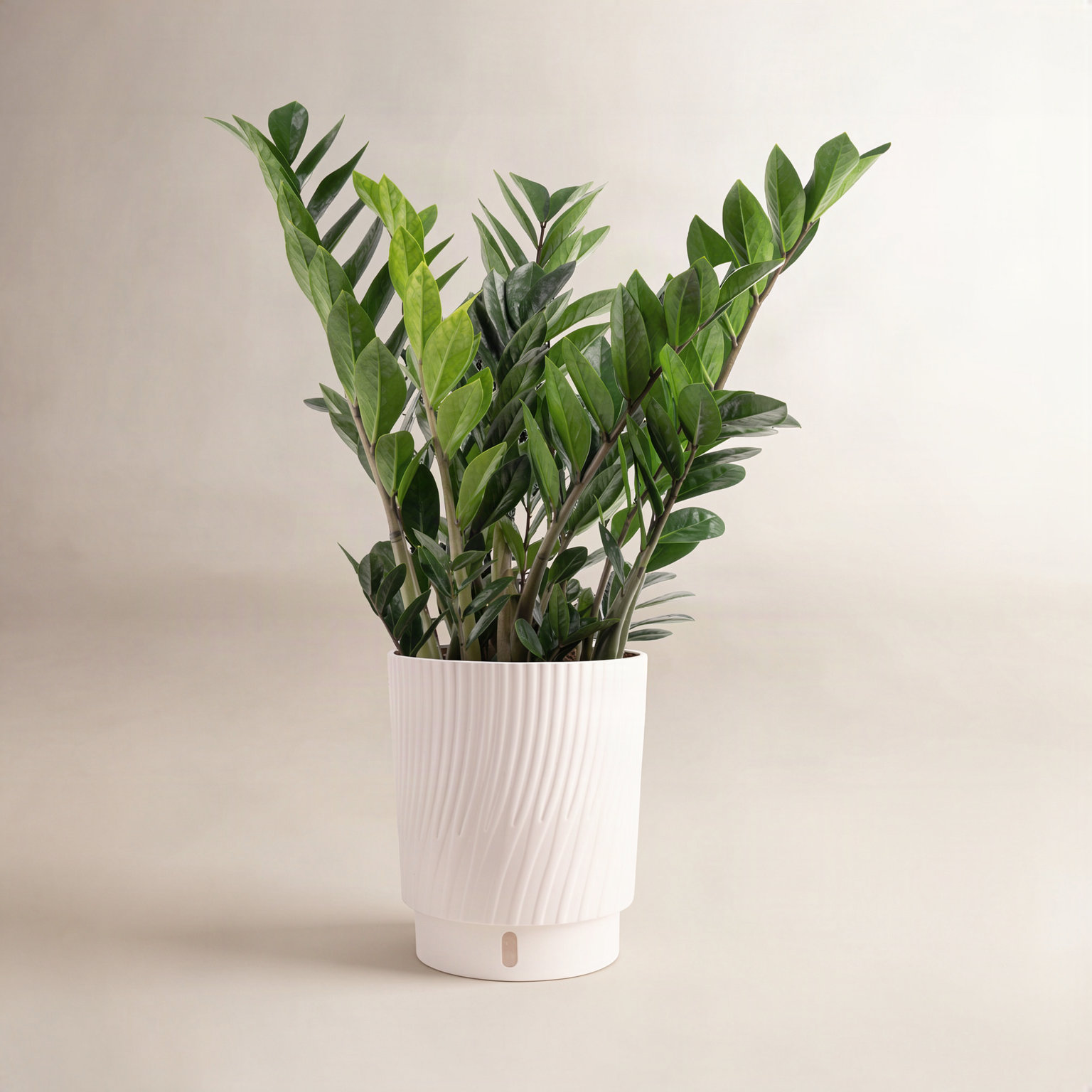 Costa Farms Zamioculcas Zamiifolia ZZ Plant