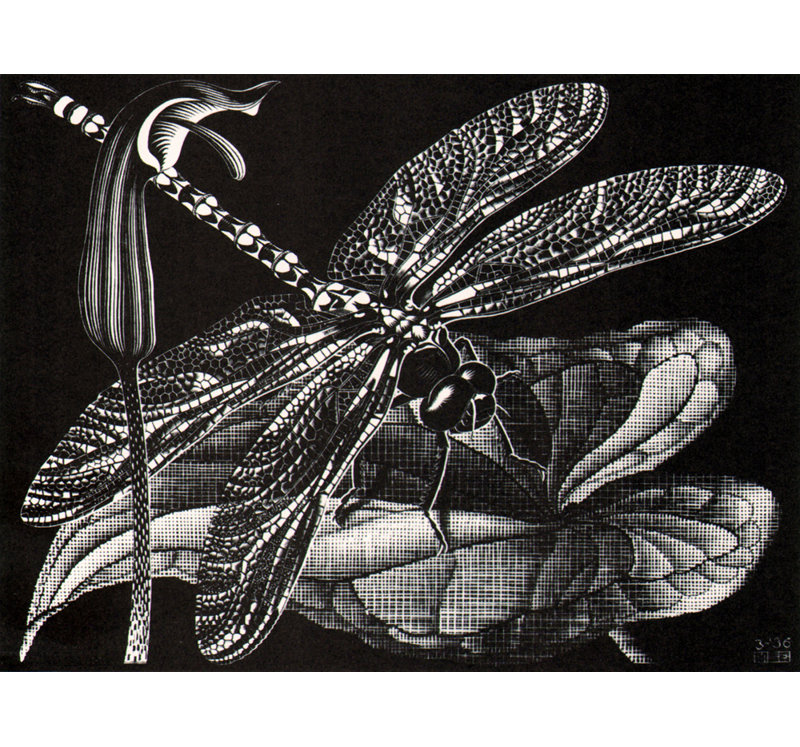 «Dragonfly» par M.C.Escher, toile tendue avec châssis, H 33 po x l 48 po
