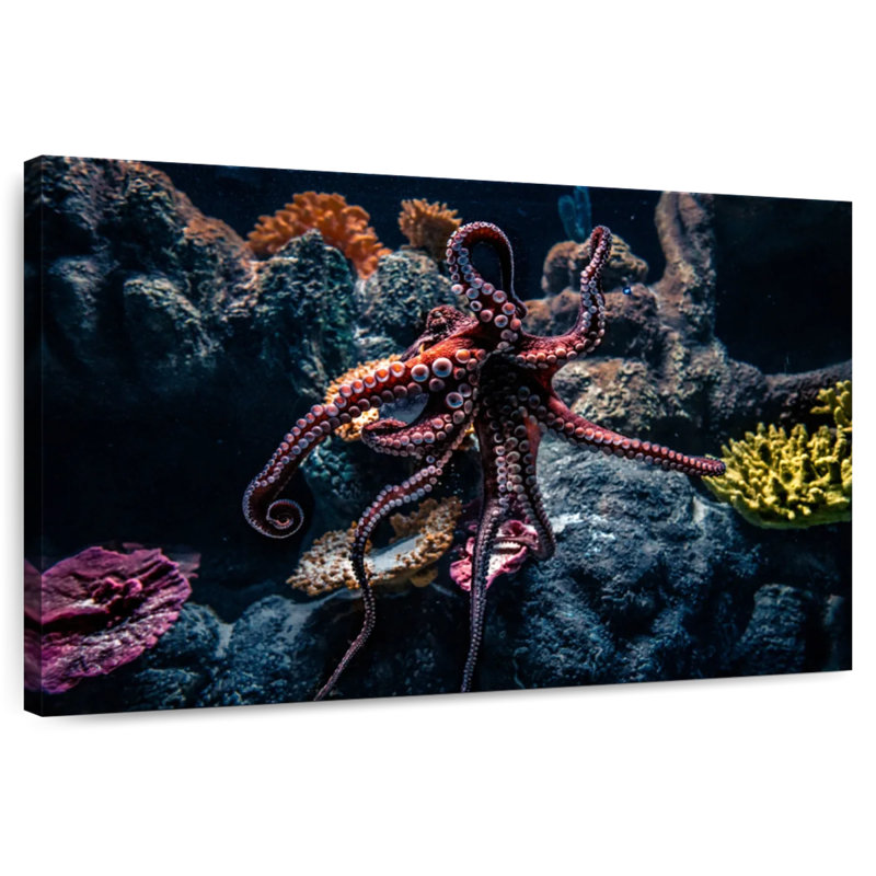 Brampt Octopus Habitat, 16" H x 24" W
