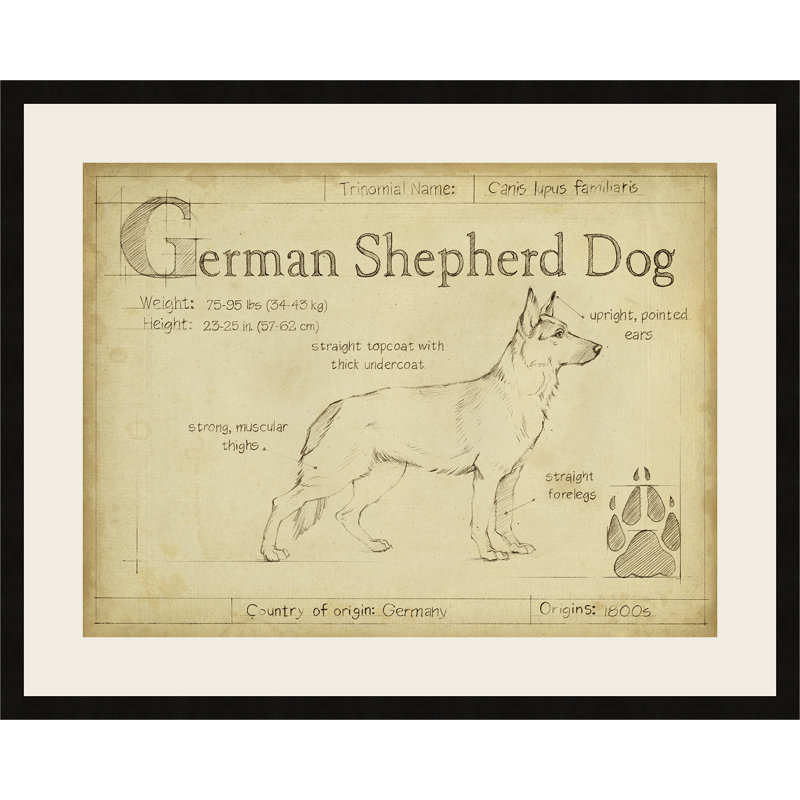 " Antique German Shepherd "