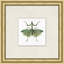 Flying Specimen 7 Print by Lillian August