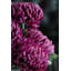 Tige chrysanthemum-22214107