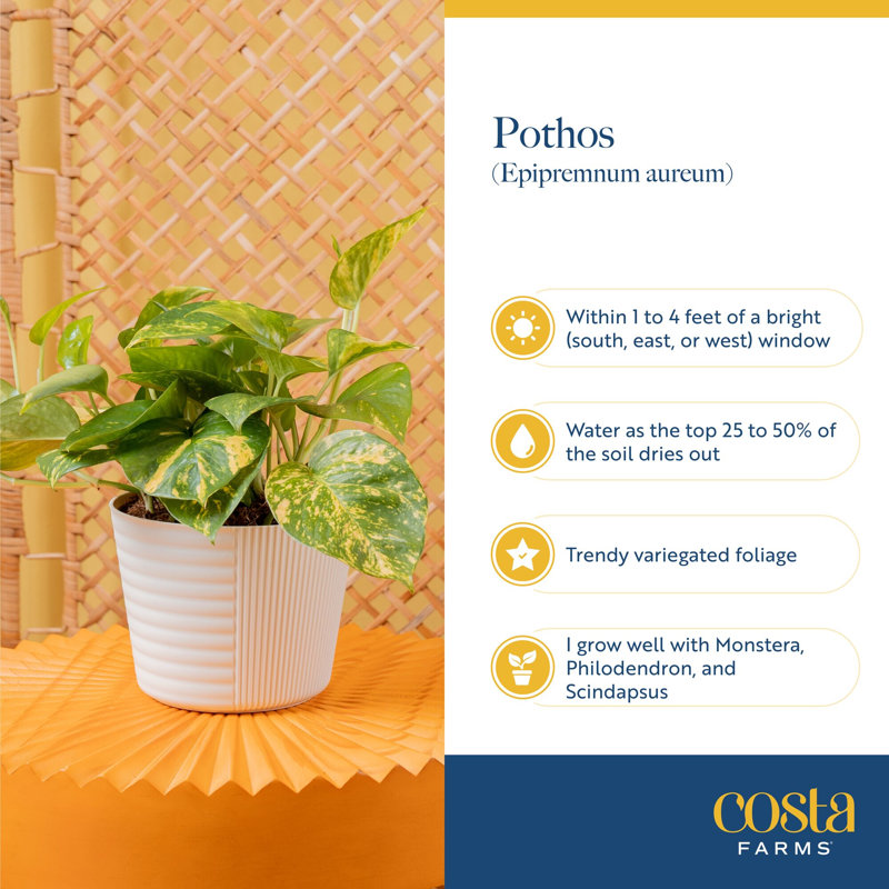 Golden Pothos Devil's Ivy in Ceramic Planter