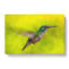 Hummingbird In Costa Rica - Wrapped Canvas-56634228