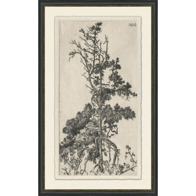 Cimes d'arbre 5