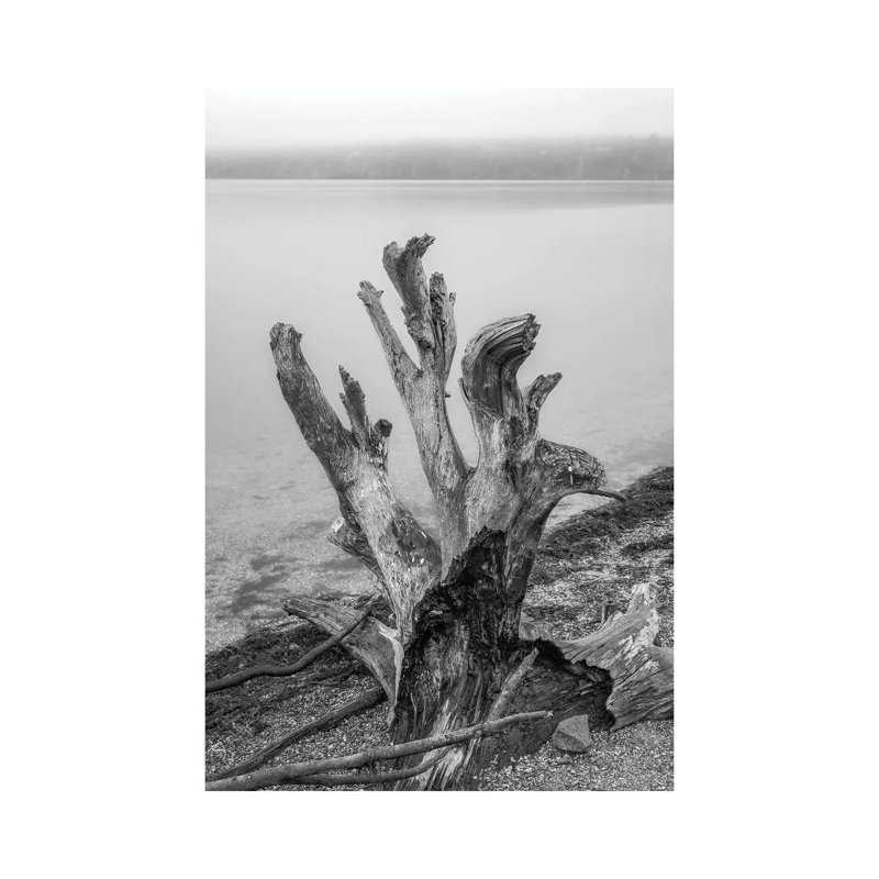 Gnarly Stump by Louis Ruth - Wrapped Canvas Print, 101.6 cm H x 66.04 cm W x 3.175 cm D