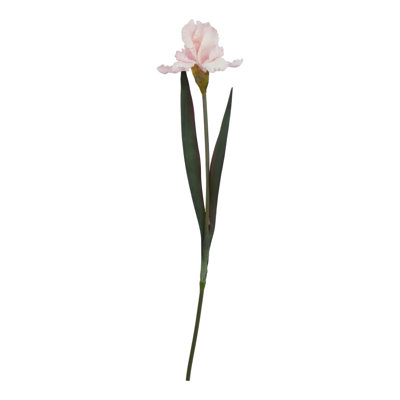 Anastasija Arrangement