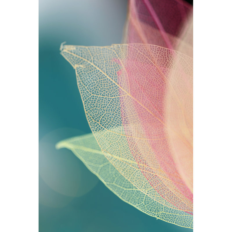 Leaf Skeleton - Wrapped Canvas Print, 46cm H x 30cm W x 3.8cm D