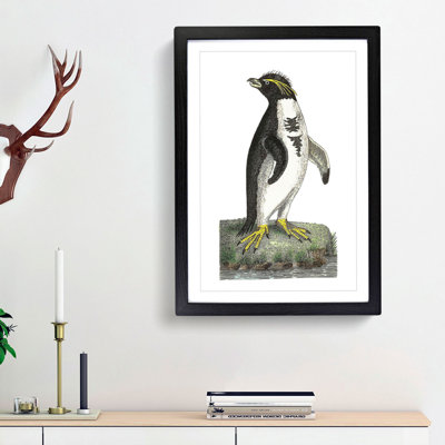 Crested Penguin by George Shaw - Framed Print