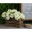 Anastasija Arrangement