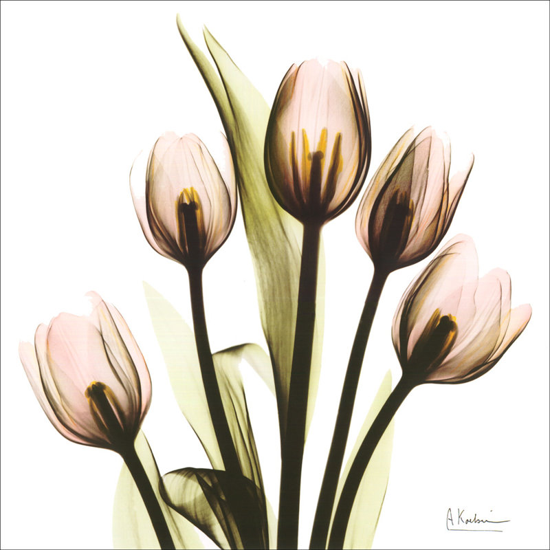 Radiographie de fleurs de cristal, bouquet de tulipes, H 20 po x l 20 po
