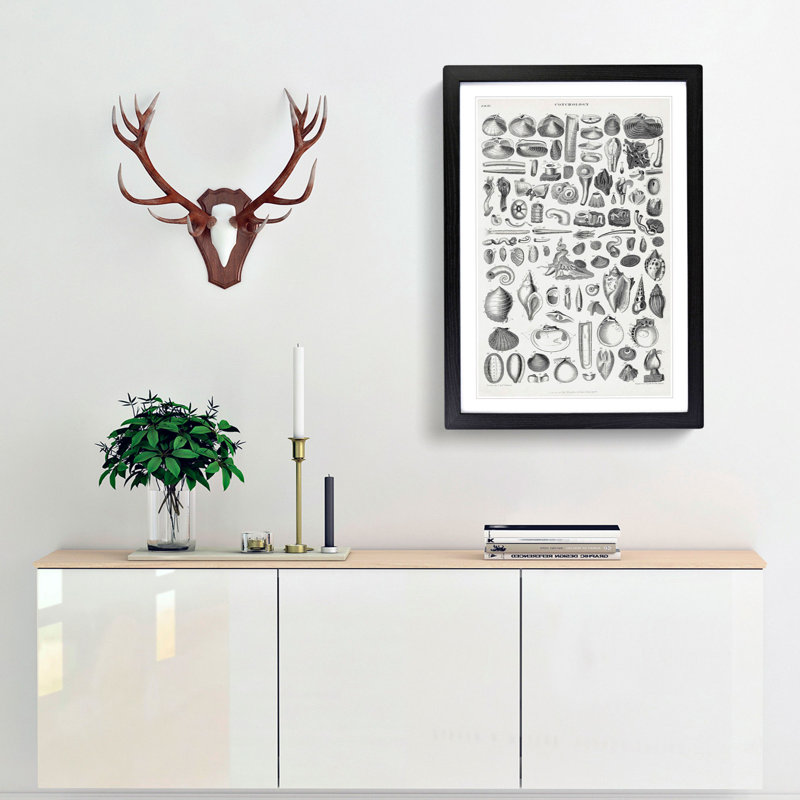 Study of Mollusc Shells by Oliver Goldsmith - Framed Print, Black Framed, 48cm H x 36cm W x 2cm D
