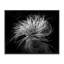 Feuilles torsadées botaniques contrastantes, dessin de Phillip Flowers-1708676913-1708676915