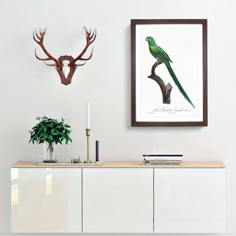 Long-Tailed Parakeet by F. Levaillant - Framed Print, 36cm H x 27cm W x 2cm D, Walnut Framed