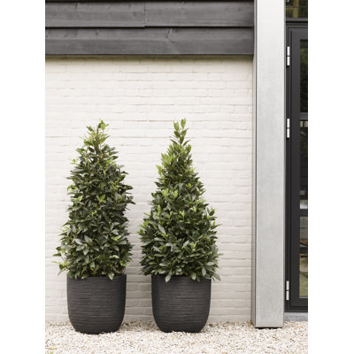 Pot Planter