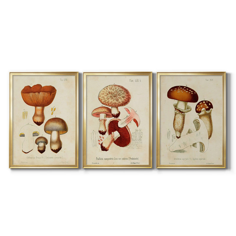 Mushroom Variétés I - Toile tendue avec châssis sur mesure - 3 pièces, H 21 po x l 30 po, Doré