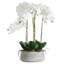 Annitta 90cm Plant in Pot