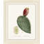 Blooming Cacti 2 Print by Nathan Turner