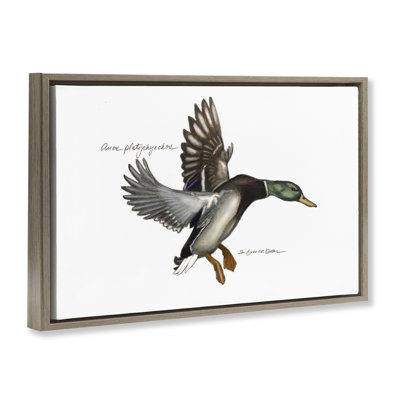 Flying Mallard Duck Gold Framed Floater Canvas by Jadei Graphics