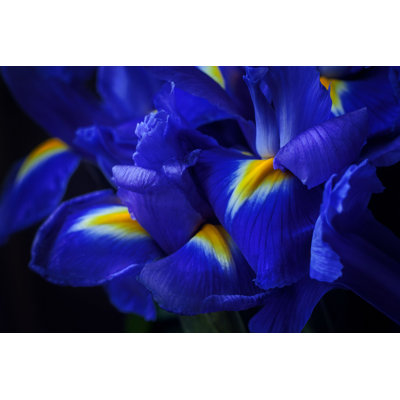 " Iris Flowers Macro " by Anastaciia Petrova