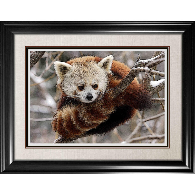 Panda rouge, reproduction encadrée