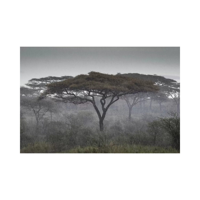 Africa, Tanzania, Ngorongoro Conservation Area. Rain And Trees On Savannah. by Jaynes Gallery - Wrapped Canvas Painting