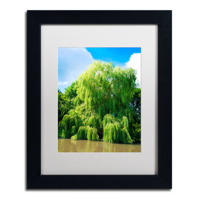 " Weeping Willow " by Philippe Sainte-Laudy