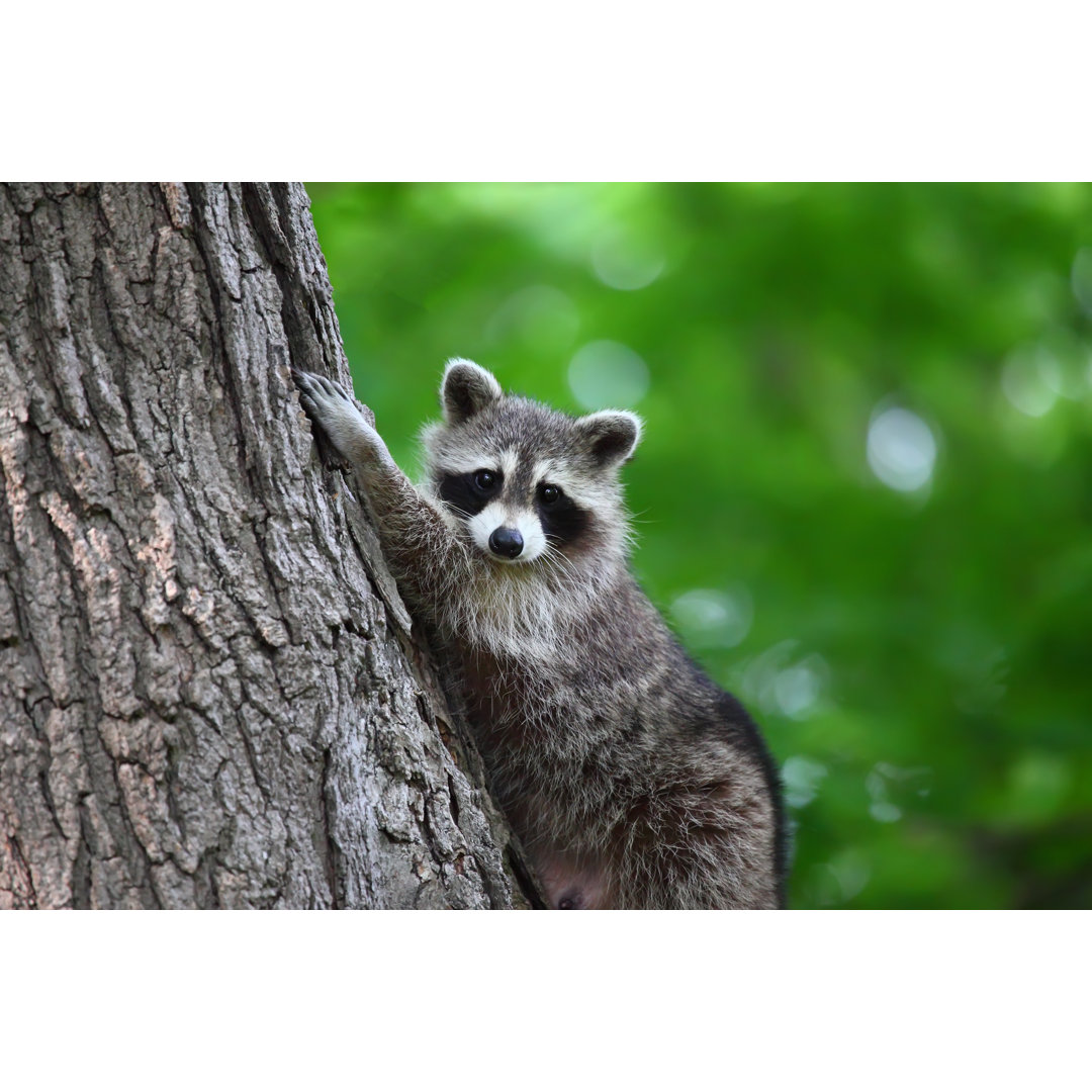 Leinwandbild Raccoon Climbing a Tree Blick in die Kamera von Bukharova